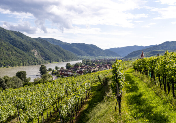     Vineyard Lower Austria Wachau 